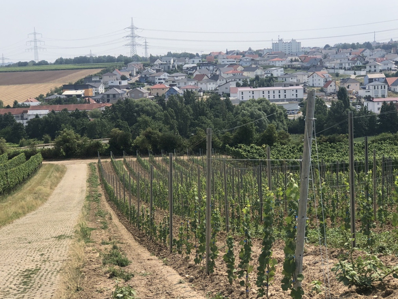 Grünstadt-Asselheim 12